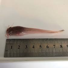 Post fry size catfish.